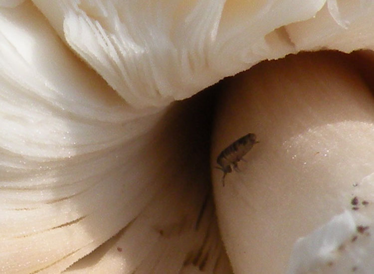 Un fungo ed i suoi abitanti (Cfr. Coprinellus sp.)